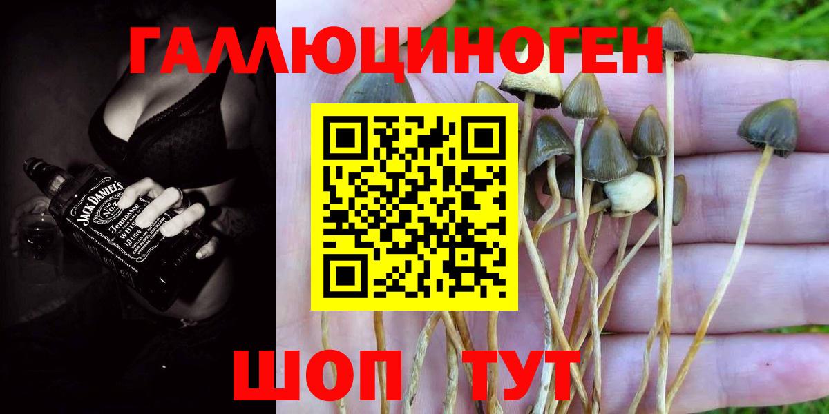 Псилоцибиновые грибы Psilocybine cubensis Электросталь